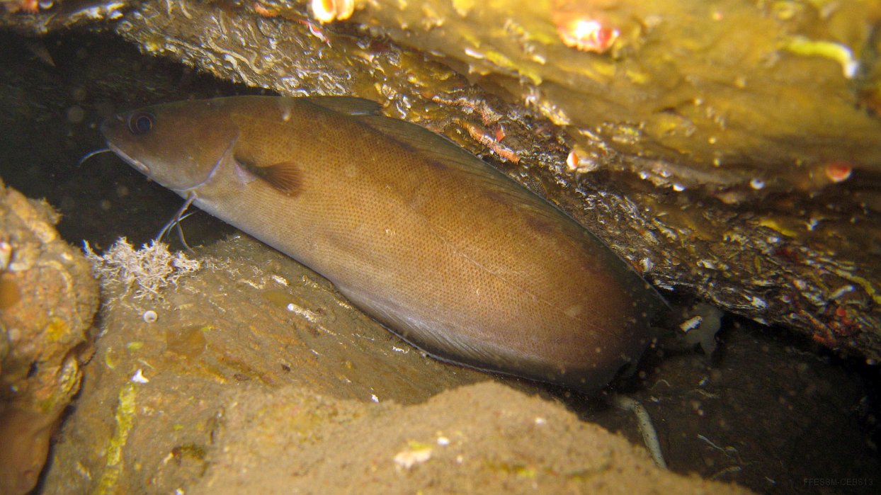 250 Mostelle (Phycis phycis).JPG - Mostelle (Phycis phycis) : L'arrière du corps peut faire penser à la queue d'un congre. 2 longs barbillons fourchus à l'avant et un tout petit sous le menton